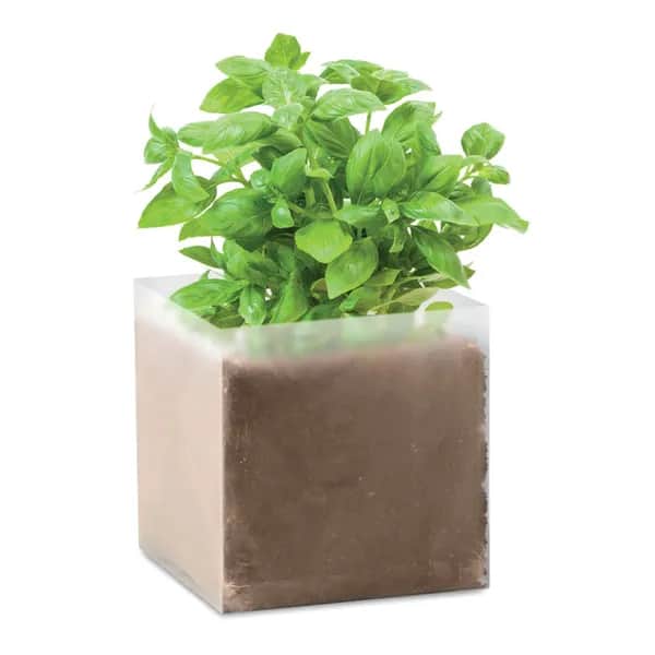 Pflanz-Set "Basilikum" - BASIL - Beige