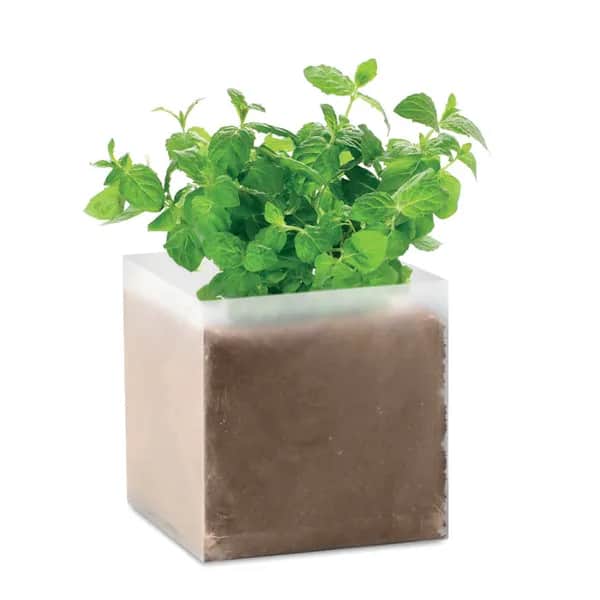 Pflanz-Set "Minze" - MINT - Beige