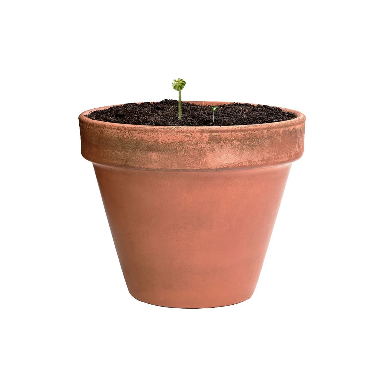 Samenkugel - Flobba - natur