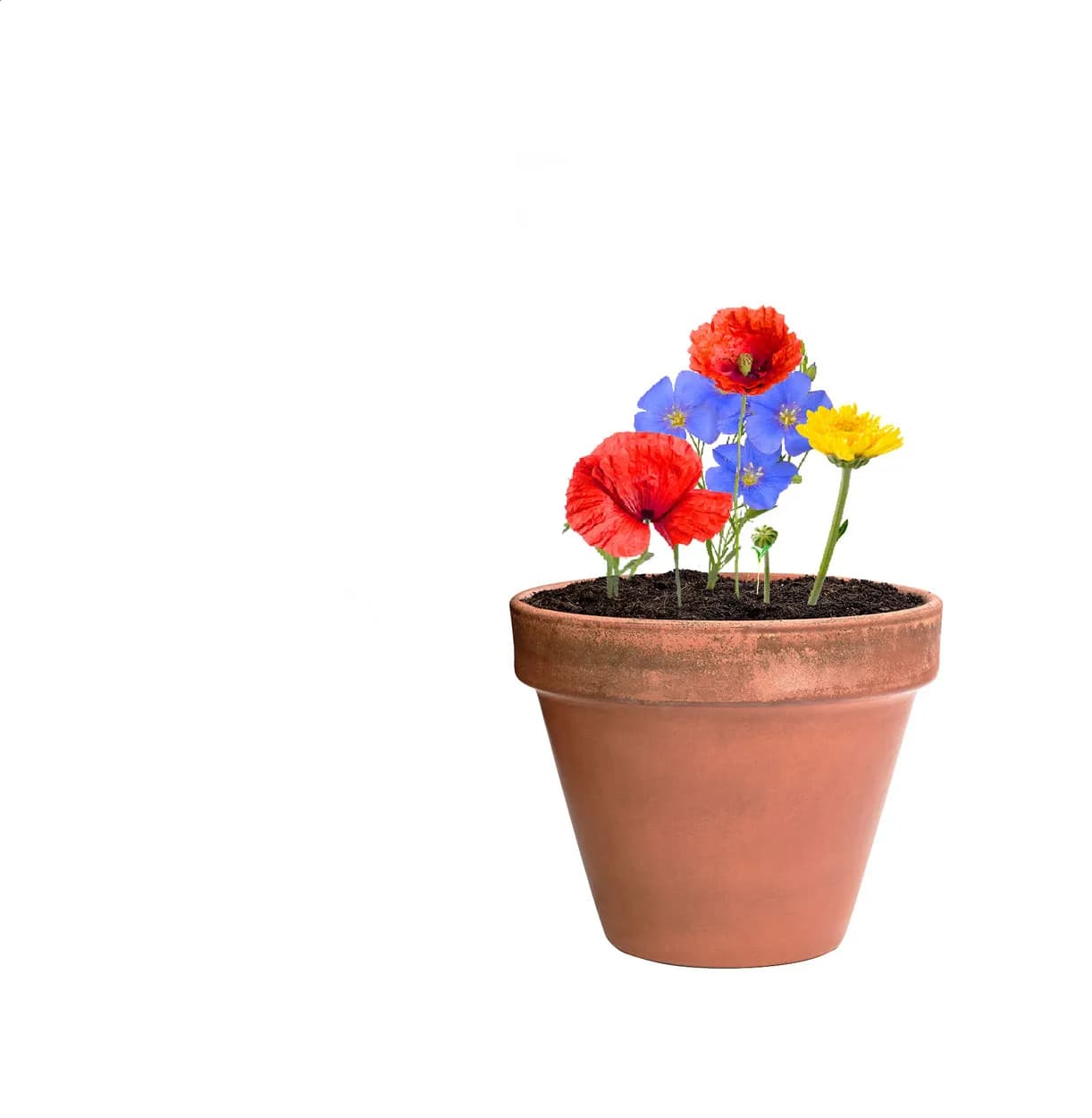 Samenkugel - Flobba - natur