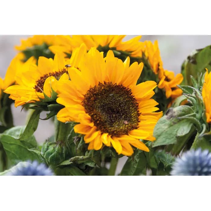 Samen Sonnenblumen - GIRASOL - Beige