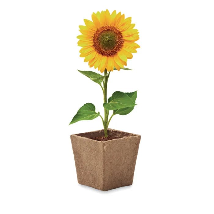 Pflanz-Set Sonnenblume - SUNFLOWER KIT - Beige