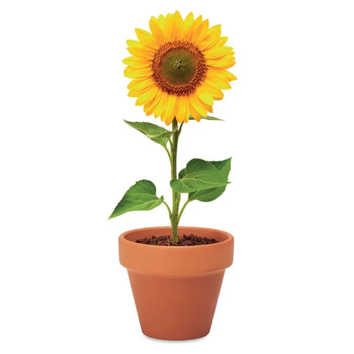 Terracotta-Topf Sonnenblume - SUNFLOWER - Holz
