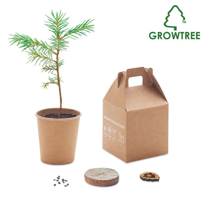 Kiefernsamen-Set - GROWTREE™ - Beige