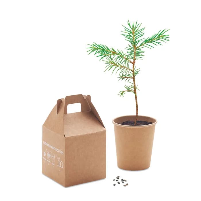 Kiefernsamen-Set - GROWTREE™ - Beige