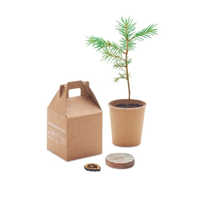 Kiefernsamen-Set - GROWTREE™ - Beige