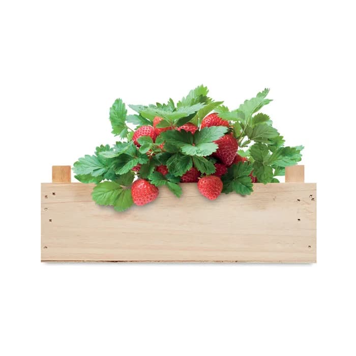 Saat-Set Erdbeere - STRAWBERRY - Holz