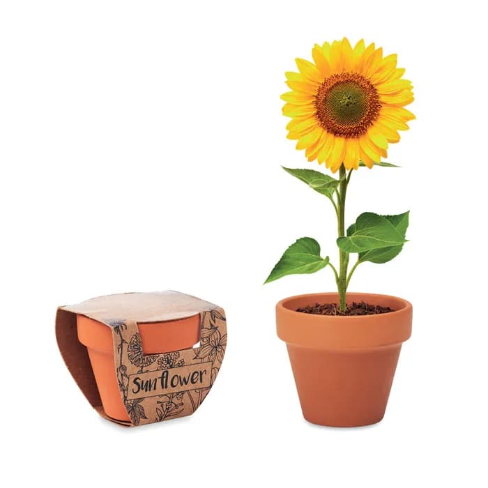 Terracotta-Topf Sonnenblume - SUNFLOWER - Holz